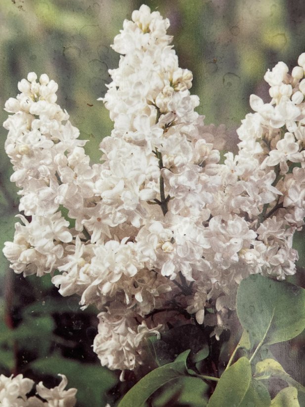 Syringa vulgaris v sortách