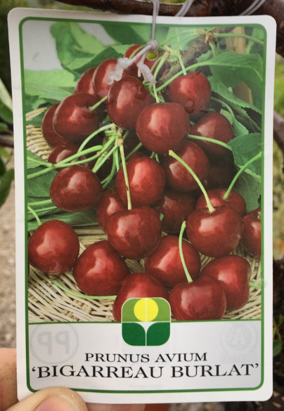 Prunus avium 'Burlat' - Varianty: ko35l velikost ok 10-12