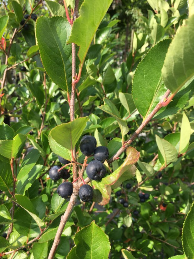 Aronia x prunifolia 'Viking' - Varianty: ko3l velikost 60-70