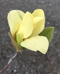 Magnolia 'Daphne'