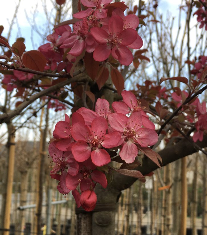 Malus 'Coccinella'