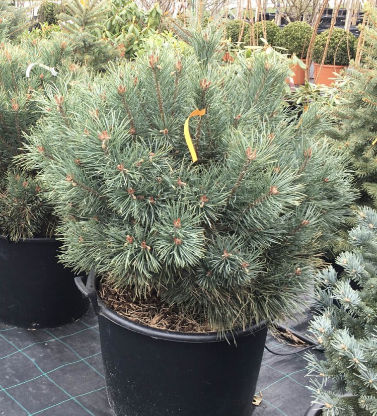 Pinus sylvestris 'Watererii' - Varianty: ko110l velikost 100-125 pompon