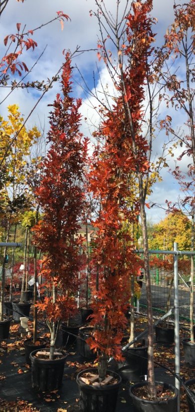 Quercus palustris 'Green Pillar'