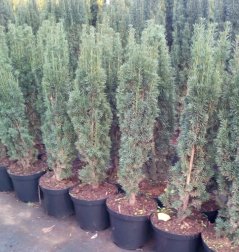 Taxus baccata 'Fastigiata Robusta'