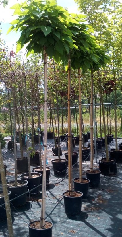 Catalpa bignonioides 'Nana' - Varianty: ko35l velikost ok 10-12