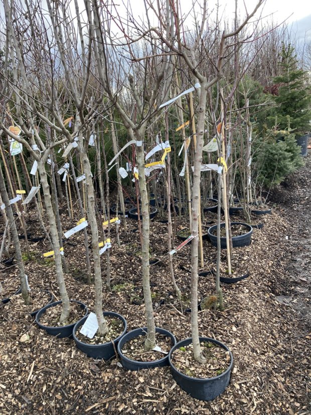 Prunus persica 'Maycrest' - Varianty: ko15l kmen 120