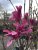Magnolia liliflora 'Nigra'