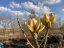 Magnolia 'Sunsation' - Varianty: ko20l velikost 125-150