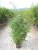 Phyllostachys aurea