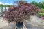 Acer palmatum 'Tamukeyama' - Varianty: ko35l velikost 100-125