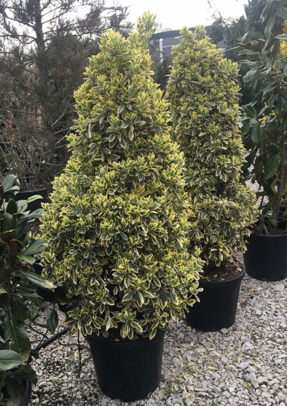 Euonymus japonica 'Bravo' Euonymus japonica 'Bravo'