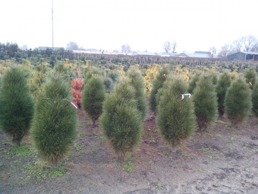 Pinus nigra 'Green Tower' - Varianty: ko25l velikost 60-80