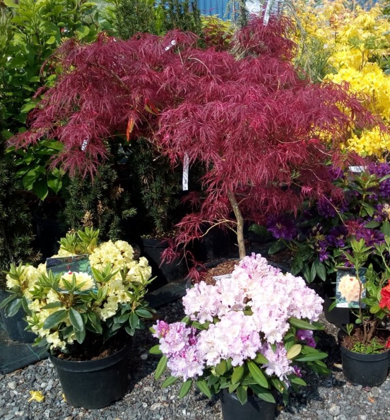 Acer palmatum 'Firecracker' ® - Varianty: ko12l velikost 60-80 Acer palmatum 'Firecracker' ® - Varianty: ko12l velikost 60-80