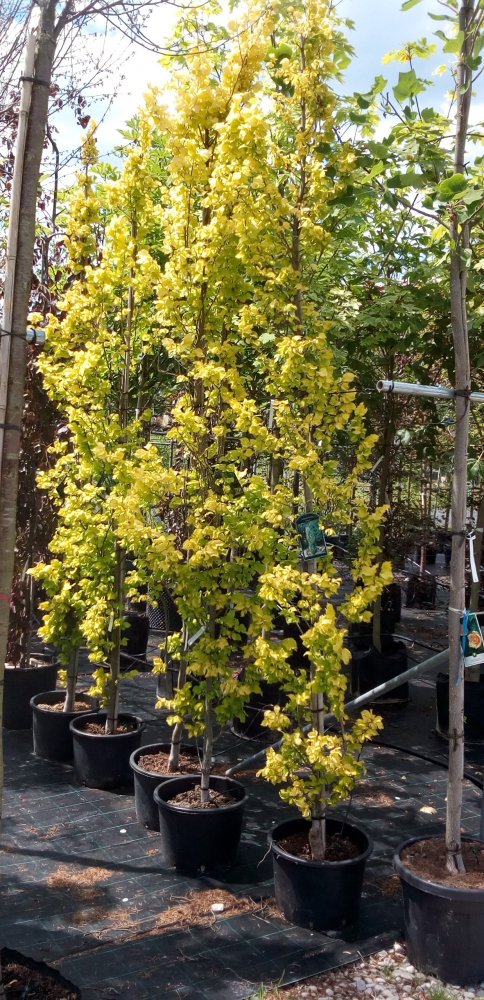 Ulmus x hollandica 'Wredei'