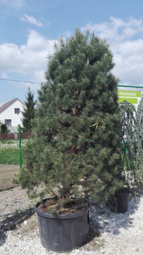 Pinus sylvestris - Varianty: ko285l velikost 200-225