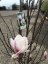Magnolia soulangeana - Varianty: ko35l velikost 175-200