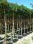 Albizia julibrissin 'Ombrella'