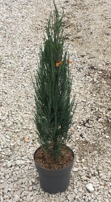 Juniperus scopulorum 'Blue Arrow'