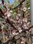 Prunus cerasifera 'Nigra'