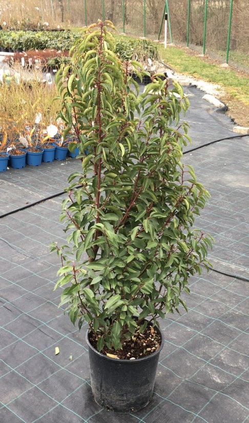 Prunus lusitanica 'Angustifolia' - Varianty: ko20l velikost 100-120 Prunus lusitanica 'Angustifolia' - Varianty: ko20l velikost 100-120