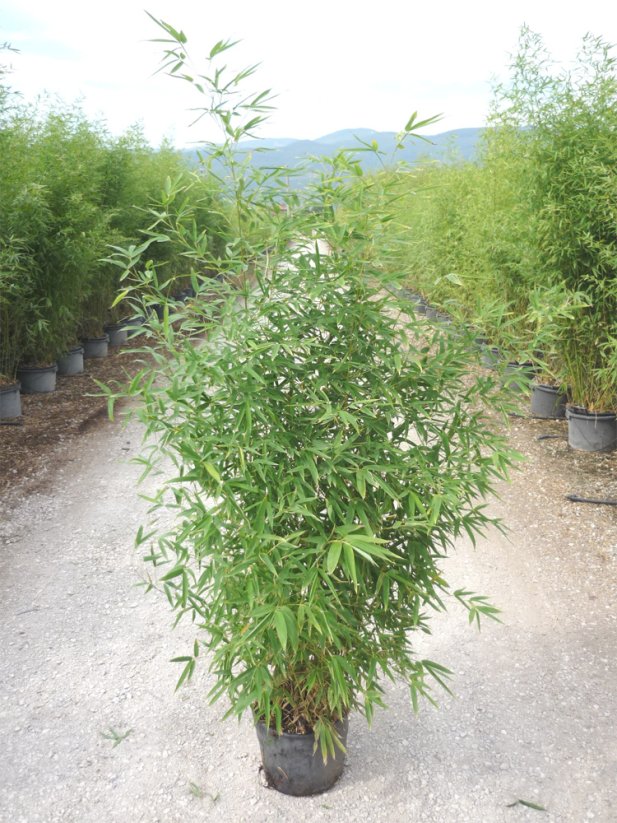 Phyllostachys aurea
