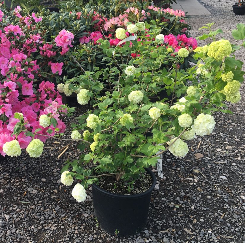 Viburnum opulus 'Roseum' - Varianty: ko7,5l velikost 80-100