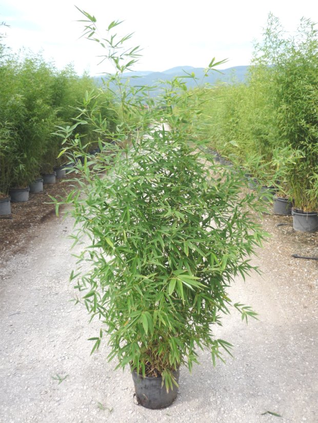 Phyllostachys aurea