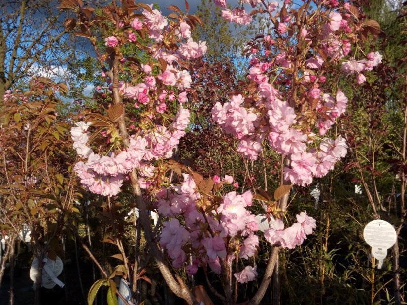 Prunus serrulata 'Royal Burgundy' - Varianty: ko10l kmen 120