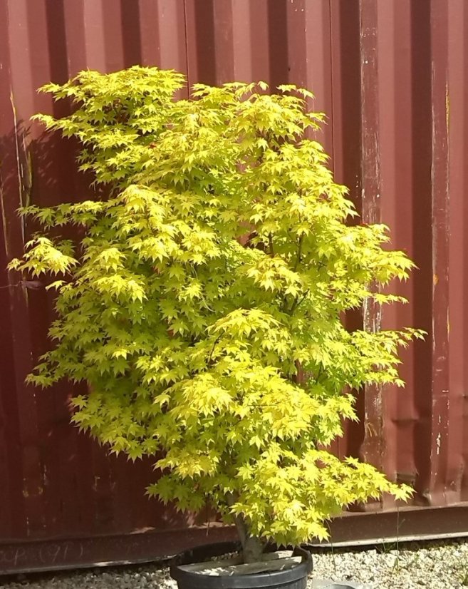 Acer palmatum 'Summer Gold' - Varianty: ko12l velikost 80-100