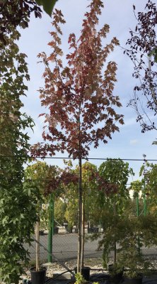 Acer freemanii 'Autumn Blaze'