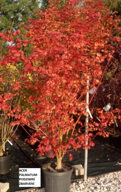 Acer palmatum