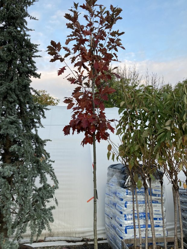 Quercus rubra - Varianty: ko35l velikost ok 10-12