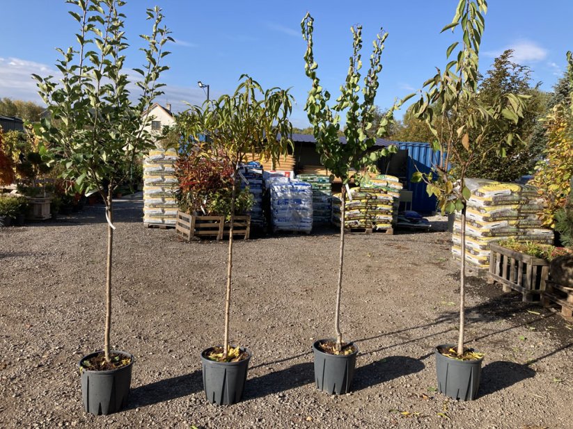 Prunus avium 'Lapins', CAC