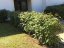 Viburnum rhytidophyllum