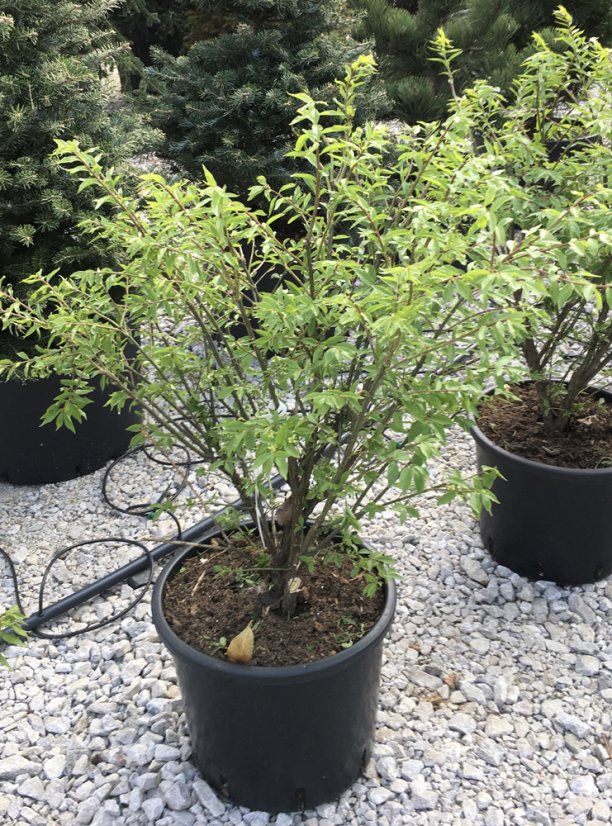 Euonymus alatus 'Compactus' - Varianty: ko30l velikost 60-80