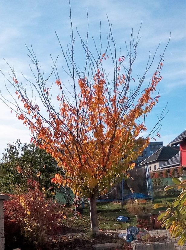 Prunus serrulata 'Kanzan' - Varianty: ko12l kmen 120 Prunus serrulata 'Kanzan' - Varianty: ko12l kmen 120