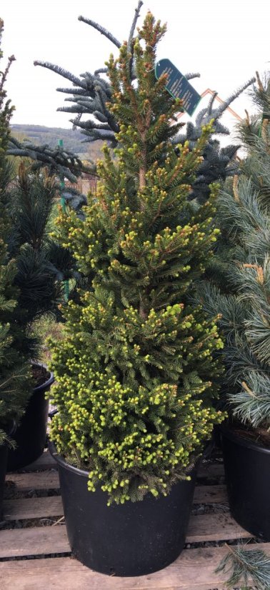 Picea abies 'Will’s Zwerg' - Varianty: ko50l velikost 150-175