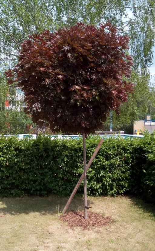 Acer platanoides 'Crimson Sentry'