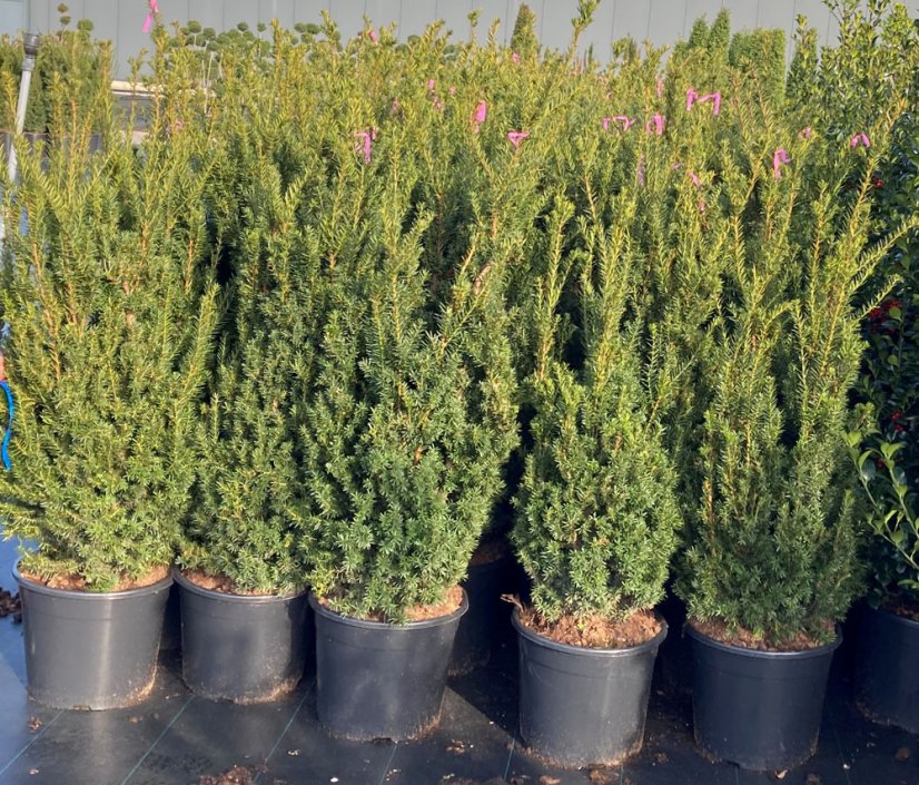 Taxus x media 'Hilli' - Varianty: ko30l velikost 100-125