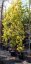 Ulmus x hollandica 'Wredei'