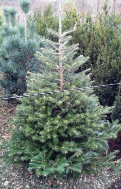 Abies koreana