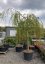 Betula pendula 'Youngii'