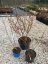 Vaccinium corymbosum - Varianty: ko2,5l velikost 30-40 mix