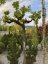 Vitis vinifera - Varianty: ko130l velikost ok 25-30 kmen 180