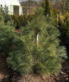 Pinus nigra 'Austriaca'