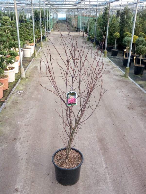 Acer palmatum 'Sketeer´s Broom' - Varianty: ko25l velikost 100-125