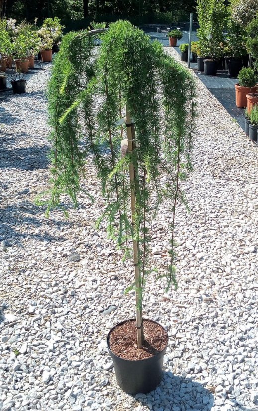 Larix kaempferi 'Stiff Weeper' - Varianty: ko15l kmen 200