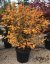 Acer palmatum 'Orange Dream' - Varianty: ko30l velikost 100-125