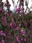 Cercis chinensis 'Avondale'