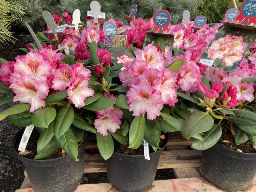 Rhododendron x hybridum - Varianty: ko2,5l velikost 25-30